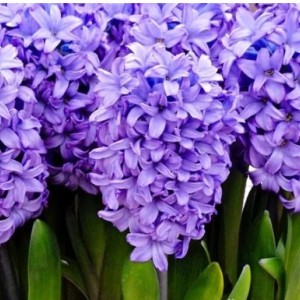 Гиацинт Минос