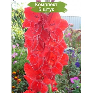 Луковицы гладиолуса Венец -  комплект 5 шт.