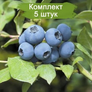 Саженцы голубики Шантеклер (Chanticleer)  -  комплект 5 шт.
