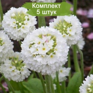 Саженцы примулы Мелкозубчатая -  комплект 5 шт.