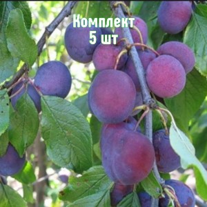 Комплект 5шт / Слива Мирная