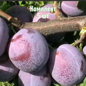 Комплект 5шт / Слива Венгерка кубанская