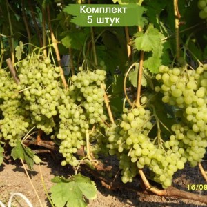 Саженцы винограда Алешенькин (Ранний/Белый) -  комплект 5 шт.