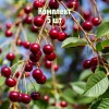 Комплект 5шт / Вишня Тургеневка