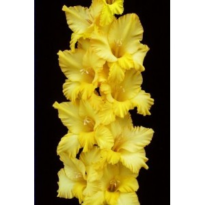 Луковица гладиолуса Храм Солнца