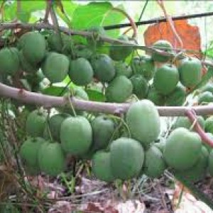 Саженец актинидии женской Жемчужина Сада