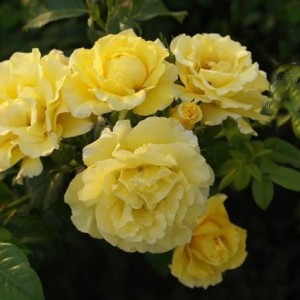 Саженец плетистой розы Золотой Олимп (Goldener Olymp)